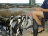 ct-aquarium-penguin-feeding-2-600.jpg (84352 bytes)