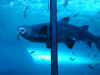 ct-aquarium-predator-feeding-shark-3-600.jpg (57036 bytes)