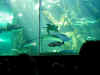 ct-aquarium-predator-turtle-ray-shark-600.jpg (69148 bytes)