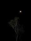 tz-kil-d1-machame-camp-night-moon-1-600.jpg (22296 bytes)