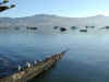 nz-chr-akaroa-bay-birds-boats-600.jpg (65657 bytes)