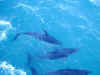 nz-kai-whale-watch-dolphin-15-600.jpg (67204 bytes)