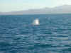 nz-kai-whale-watch-whale-04-600.jpg (79372 bytes)