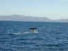 nz-kai-whale-watch-whale-07-tail-600.jpg (69012 bytes)