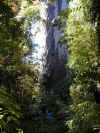 nz-nor-waipoua-forest-kauri-tree-tane-mahuta-kristen-1-600.jpg (149133 bytes)
