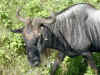 tz-saf-ngor-wildebeest-600.jpg (138527 bytes)