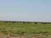 tz-saf-serengeti-herds-2-600.jpg (69207 bytes)