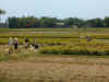 vt-dng-son-my-road-rice-harvest-3-600.jpg (100816 bytes)