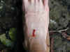 au-woo-rainforest-nandroya-hike-leach-blood-600.jpg (62719 bytes)